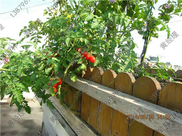 花架
